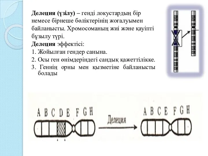 Делеция (үзілу) – генді локустардың бір немесе бірнеше бөліктерінің жоғалуымен байланысты. Хромосоманың