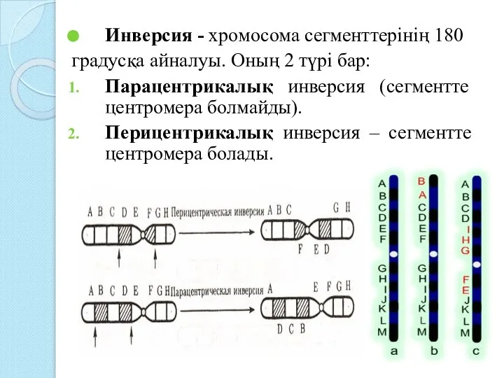 Инверсия - хромосома сегменттерінің 180 градусқа айналуы. Оның 2 түрі бар: Парацентрикалық