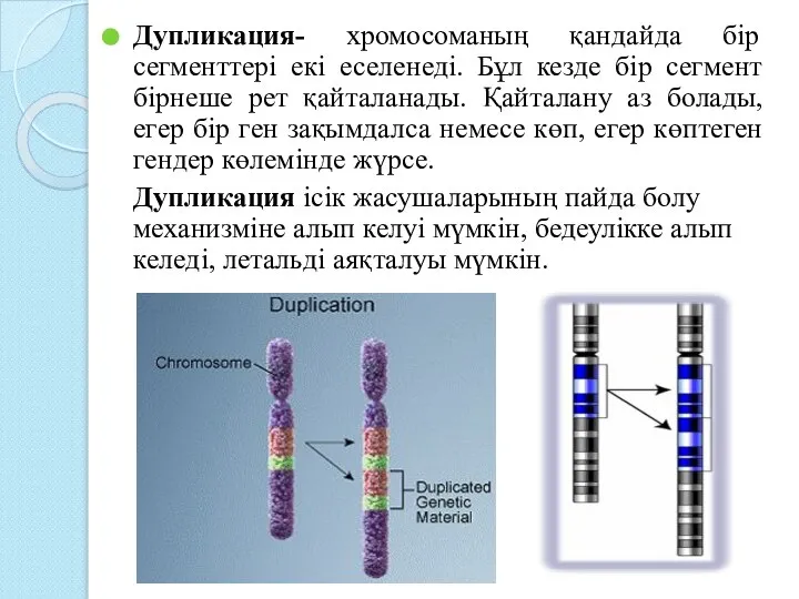 Дупликация- хромосоманың қандайда бір сегменттері екі еселенеді. Бұл кезде бір сегмент бірнеше