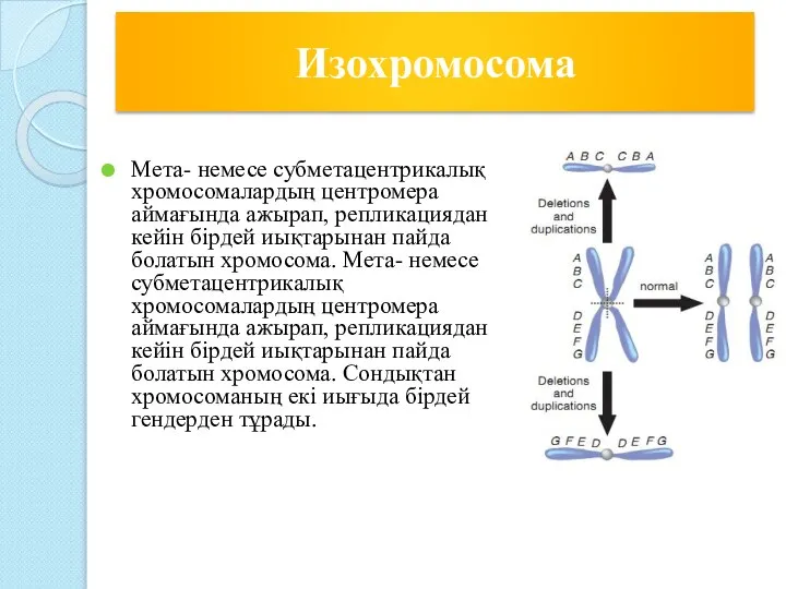 Мета- немесе субметацентрикалық хромосомалардың центромера аймағында ажырап, репликациядан кейін бірдей иықтарынан пайда