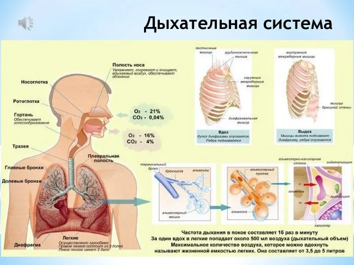 Дыхательная система