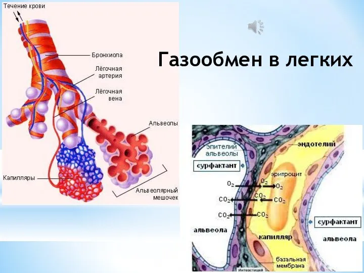 Газообмен в легких