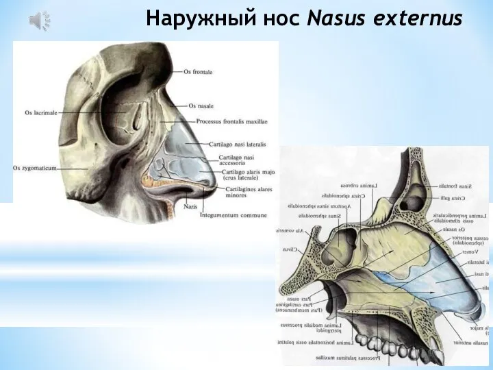 Наружный нос Nasus externus