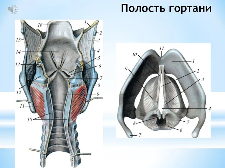 Полость гортани