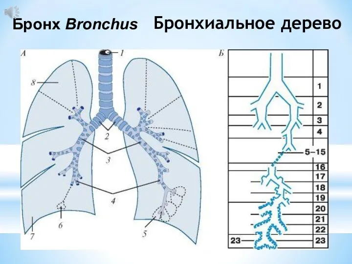 Бронхиальное дерево Бронх Bronchus