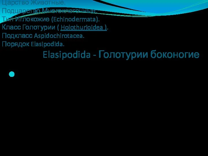 Царство Животные. Подцарство Многоклеточные. Тип Иглокожие (Echinodermata). Класс Голотурии ( Holothurioidea ).