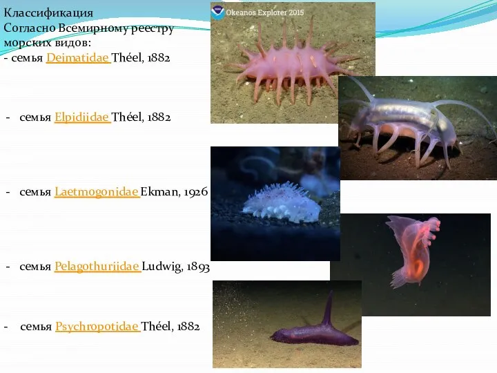 Пелаготурия-нататрикс Benthodytes sp. Классификация Согласно Всемирному реестру морских видов: - семья Deimatidae