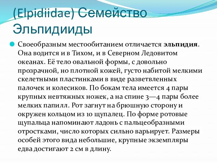 (Elpidiidae) Семейство Эльпидииды Своеобразным местообитанием отличается эльпидия. Она водится и в Тихом,