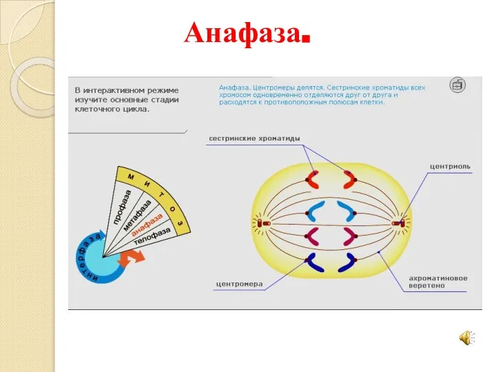 Анафаза.