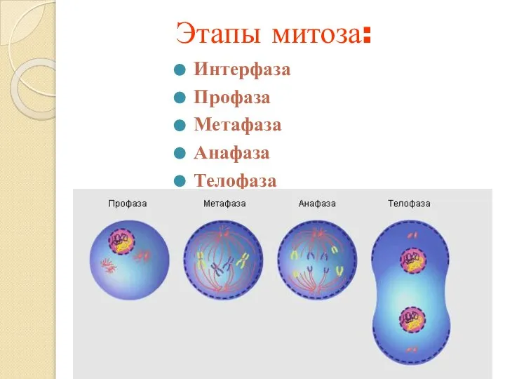 Этапы митоза: Интерфаза Профаза Метафаза Анафаза Телофаза