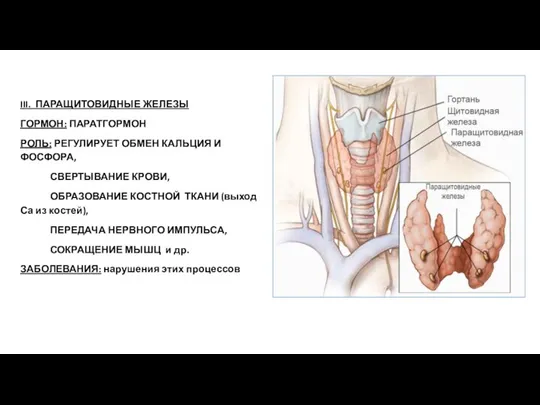 III. ПАРАЩИТОВИДНЫЕ ЖЕЛЕЗЫ ГОРМОН: ПАРАТГОРМОН РОЛЬ: РЕГУЛИРУЕТ ОБМЕН КАЛЬЦИЯ И ФОСФОРА, СВЕРТЫВАНИЕ