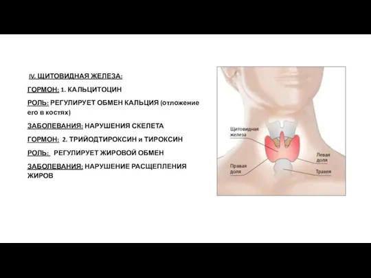 IV. ЩИТОВИДНАЯ ЖЕЛЕЗА: ГОРМОН: 1. КАЛЬЦИТОЦИН РОЛЬ: РЕГУЛИРУЕТ ОБМЕН КАЛЬЦИЯ (отложение его