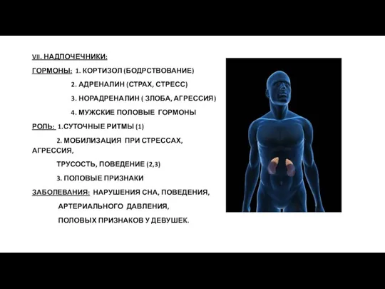 VII. НАДПОЧЕЧНИКИ: ГОРМОНЫ: 1. КОРТИЗОЛ (БОДРСТВОВАНИЕ) 2. АДРЕНАЛИН (СТРАХ, СТРЕСС) 3. НОРАДРЕНАЛИН