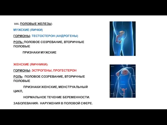 VIII. ПОЛОВЫЕ ЖЕЛЕЗЫ: МУЖСКИЕ (ЯИЧКИ) ГОРМОНЫ: ТЕСТОСТЕРОН (АНДРОГЕНЫ) РОЛЬ: ПОЛОВОЕ СОЗРЕВАНИЕ, ВТОРИЧНЫЕ