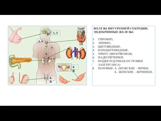 ЖЕЛЕЗЫ ВНУТРЕННЕЙ СЕКРЕЦИИ, ЭНДОКРИННЫЕ ЖЕЛЕЗЫ: ГИПОФИЗ, ЭПИФИЗ, ЩИТОВИДНЫЕ, ПАРАЩИТОВИДНЫЕ, ТИМУС (ВИЛОЧКОВАЯ), НАДПОЧЕЧНИКИ;