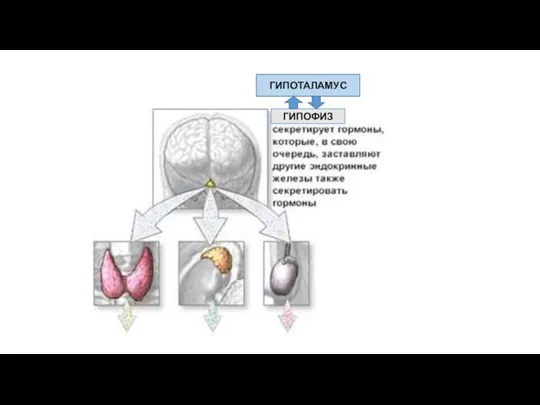 ГИПОФИЗ ГИПОТАЛАМУС