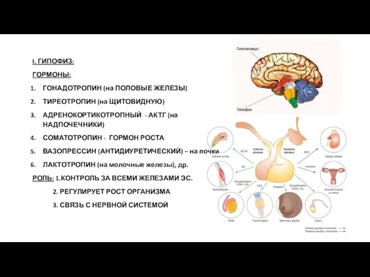 I. ГИПОФИЗ: ГОРМОНЫ: ГОНАДОТРОПИН (на ПОЛОВЫЕ ЖЕЛЕЗЫ) ТИРЕОТРОПИН (на ЩИТОВИДНУЮ) АДРЕНОКОРТИКОТРОПНЫЙ -