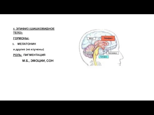 II. ЭПИФИЗ (ШИШКОВИДНОЕ ТЕЛО): ГОРМОНЫ: МЕЛАТОНИН и другие (не изучены) РОЛЬ: ПИГМЕНТАЦИЯ М.Б., ЭМОЦИИ, СОН