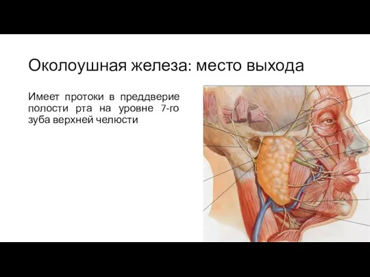 Околоушная железа: место выхода Имеет протоки в преддверие полости рта на уровне 7-го зуба верхней челюсти