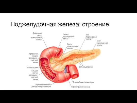 Поджелудочная железа: строение