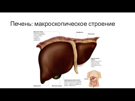 Печень: макроскопическое строение