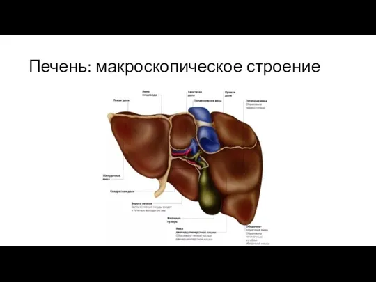 Печень: макроскопическое строение