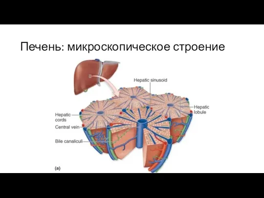 Печень: микроскопическое строение