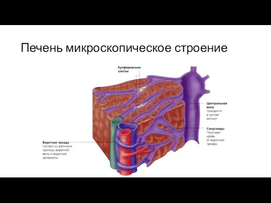 Печень микроскопическое строение