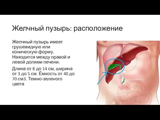 Желчный пузырь: расположение Желчный пузырь имеет грушевидную или коническую форму. Находится между