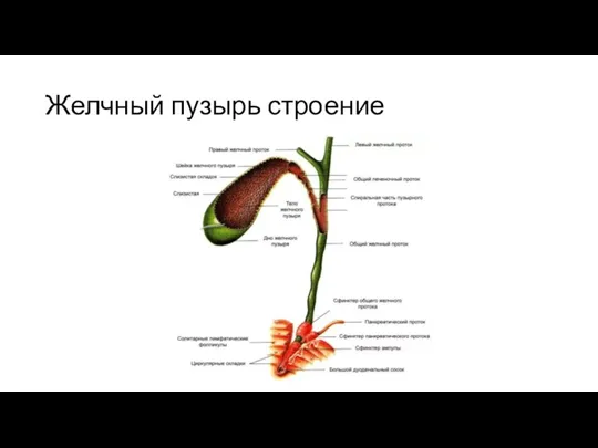 Желчный пузырь строение