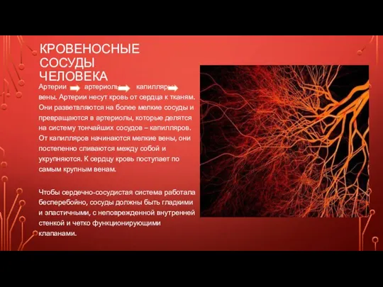 КРОВЕНОСНЫЕ СОСУДЫ ЧЕЛОВЕКА Артерии артериолы капилляры вены. Артерии несут кровь от сердца