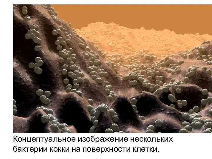 Концептуальное изображение нескольких бактерии кокки на поверхности клетки.