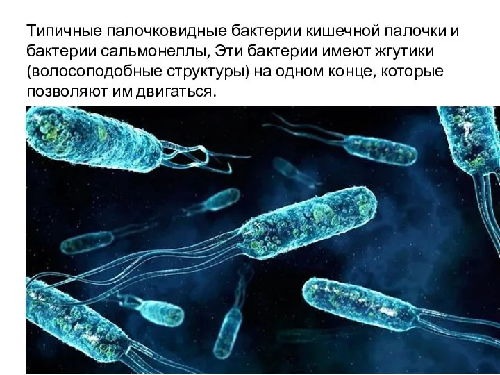 Типичные палочковидные бактерии кишечной палочки и бактерии сальмонеллы, Эти бактерии имеют жгутики