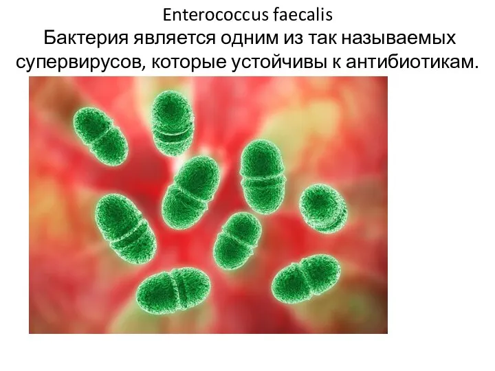 Enterococcus faecalis Бактерия является одним из так называемых супервирусов, которые устойчивы к антибиотикам.