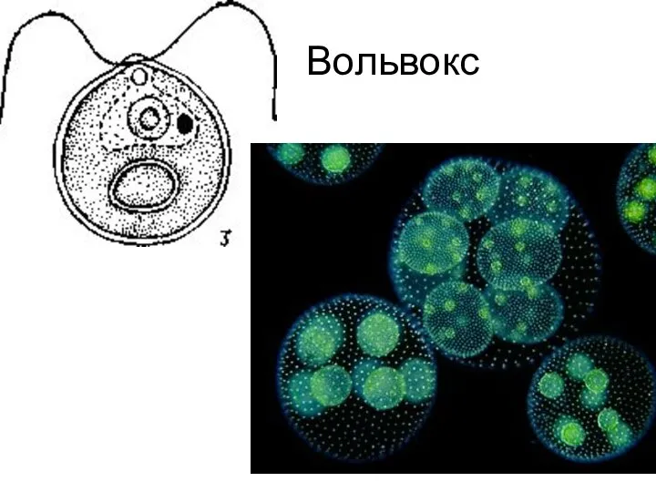 Вольвокс