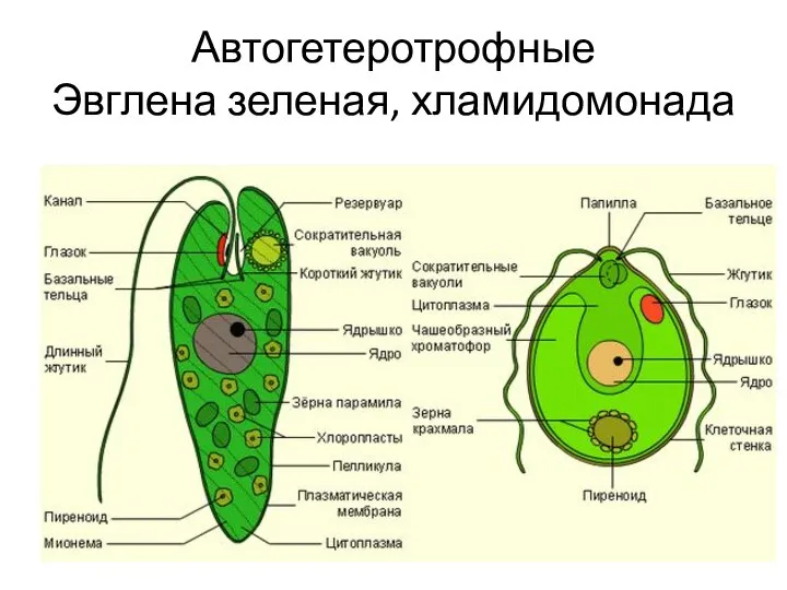 Автогетеротрофные Эвглена зеленая, хламидомонада