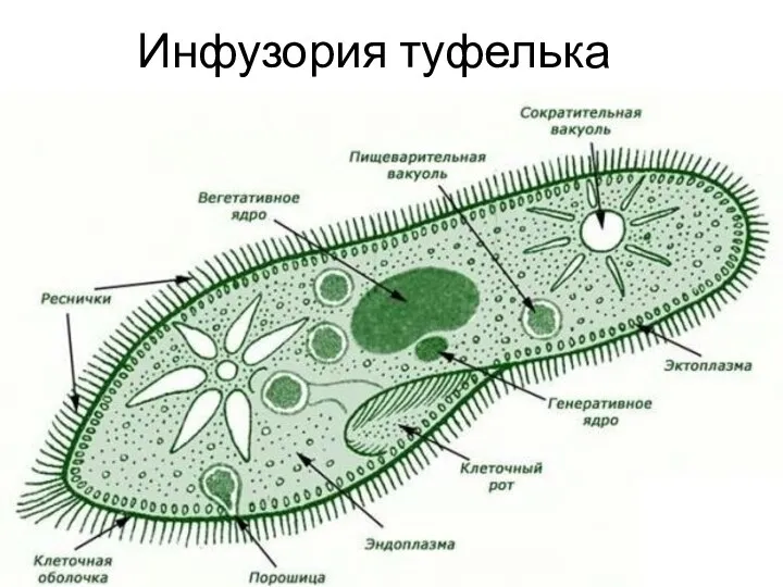 Инфузория туфелька