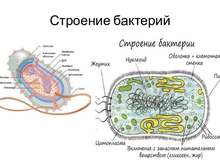 Строение бактерий