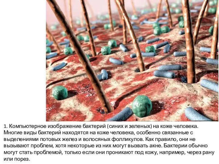 1. Компьютерное изображение бактерий (синих и зеленых) на коже человека. Многие виды