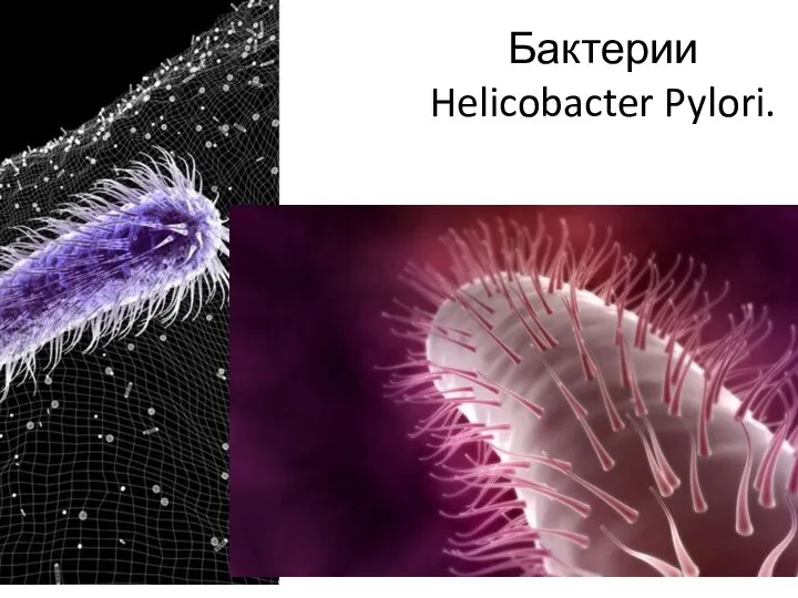 Бактерии Helicobacter Pylori.