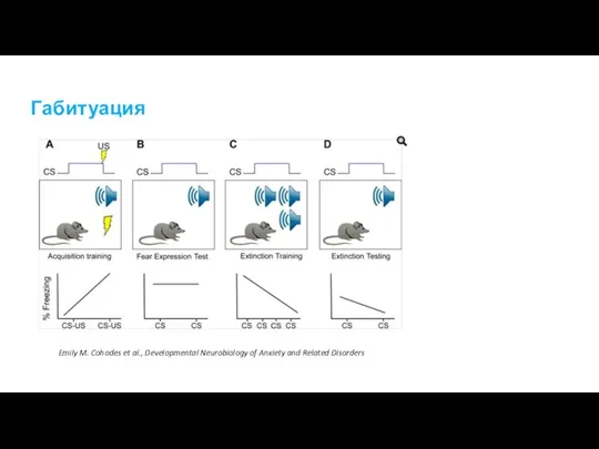 Габитуация Emily M. Cohodes et al., Developmental Neurobiology of Anxiety and Related Disorders