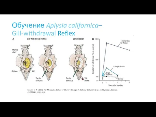 Обучение Aplysia californica– Gill-withdrawal Reflex Kandel, E. R. (2001). The Molecular Biology