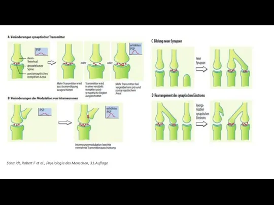 Schmidt, Robert F et al., Physiologie des Menschen, 31.Auflage