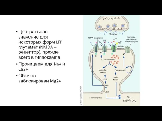 Центральное значение для некоторых форм LTP глутамат (NMDA – рецептор), прежде всего