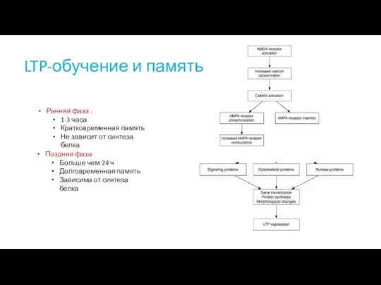 LTP-обучение и память Ранняя фаза : 1-3 часа Кратковременная память Не зависит