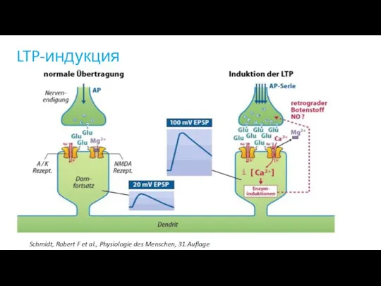 LTP-индукция Schmidt, Robert F et al., Physiologie des Menschen, 31.Auflage