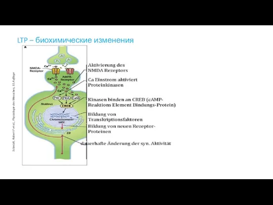 LTP – биохимические изменения Schmidt, Robert F et al., Physiologie des Menschen, 31.Auflage