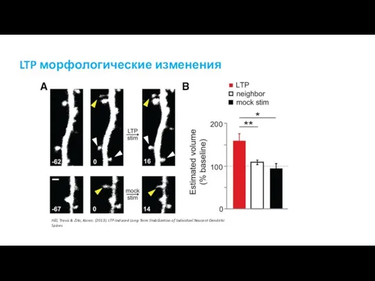 LTP морфологические изменения Hill, Travis & Zito, Karen. (2013). LTP-Induced Long-Term Stabilization