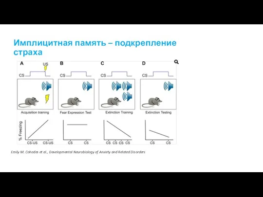 Имплицитная память – подкрепление страха Emily M. Cohodes et al., Developmental Neurobiology