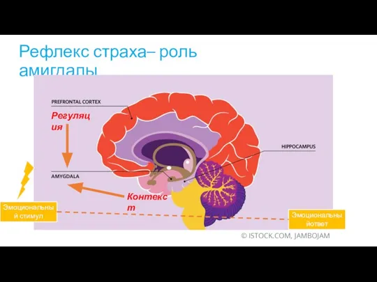 Рефлекс страха– роль амигдалы Контекст Регуляция © ISTOCK.COM, JAMBOJAM Эмоциональный стимул Эмоциональныйответ